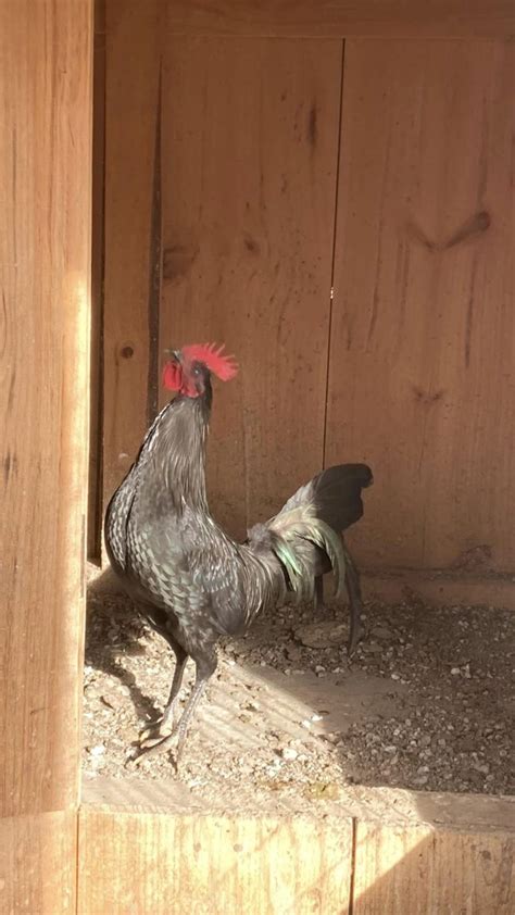sid taylor gamefowl for sale.